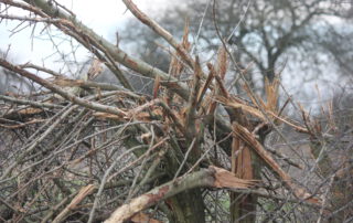 Hecke geschreddert